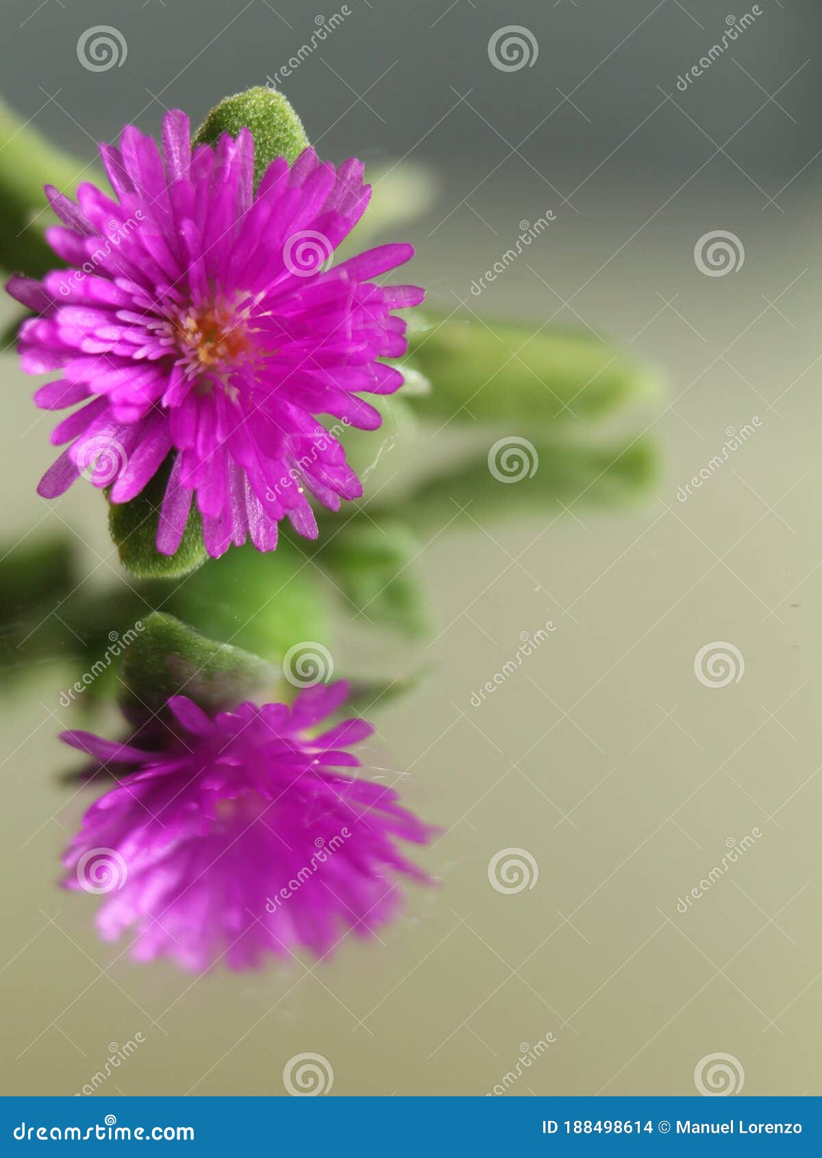 purple flower elastic spring beautiful little reflection