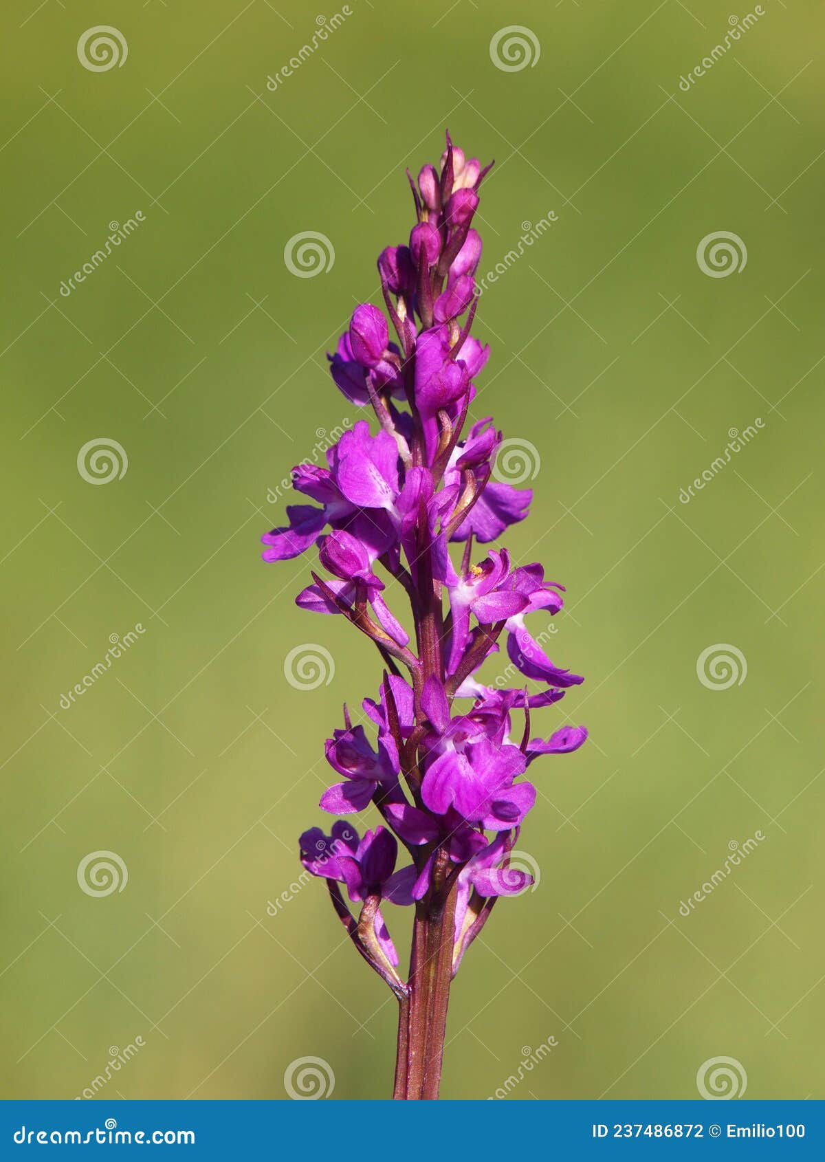 Purple Flower of Elegant Marsh Orchid, Orchis Palustris Stock Photo ...