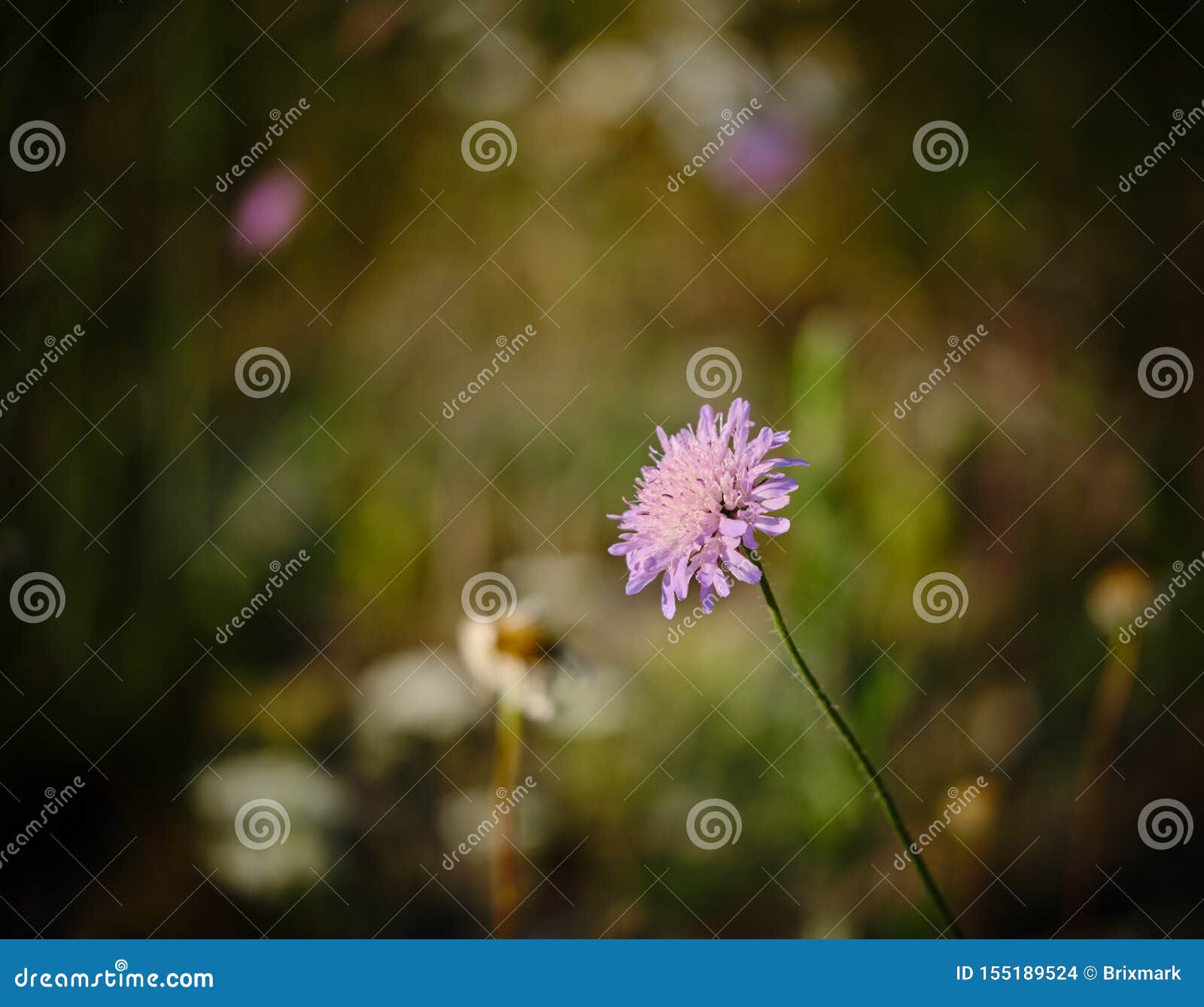 A Purple Flower Facing the Sun Stock Photo Image of blossoms, pistil