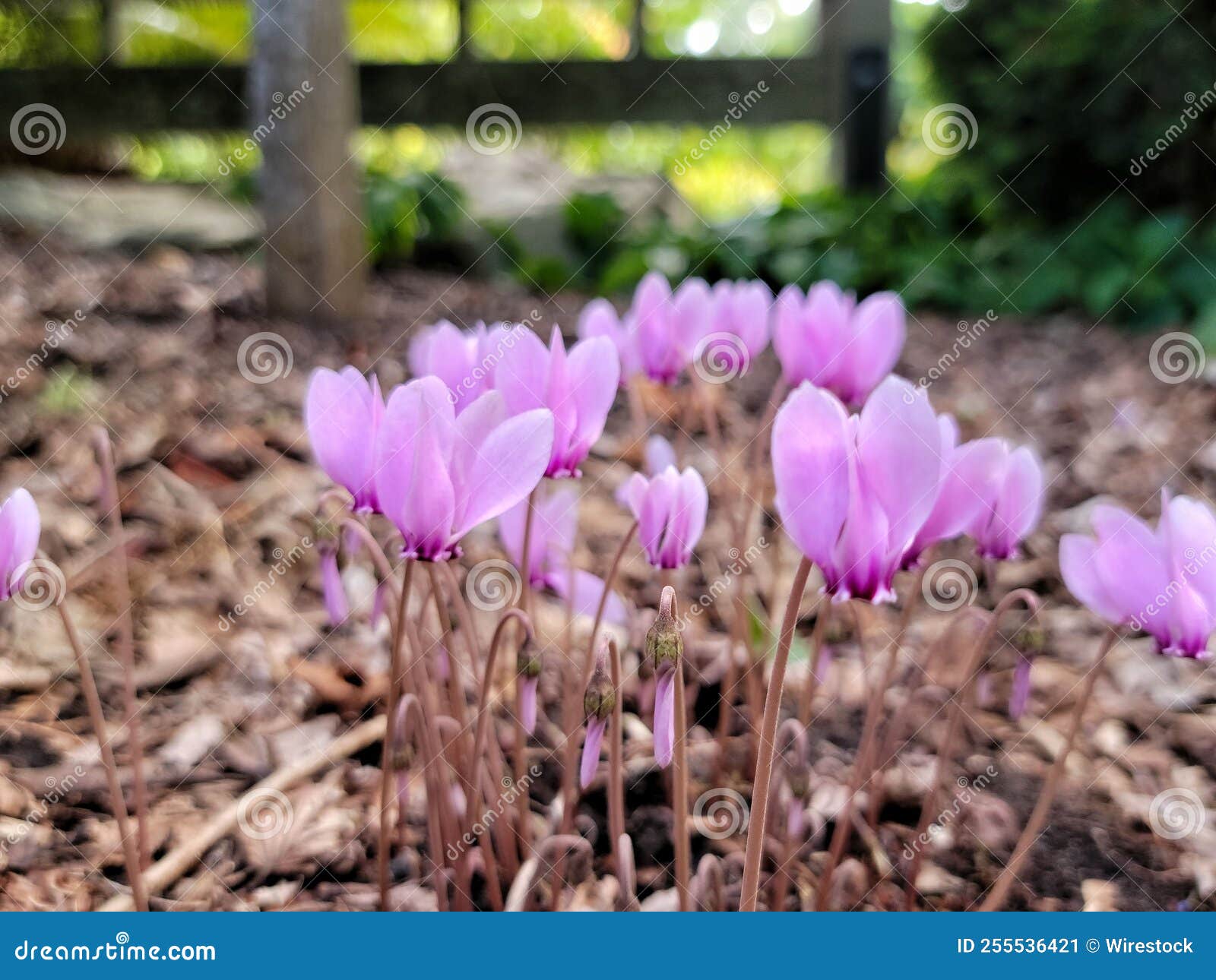 Purple Flower in the Garden Stock Image Image of plant, purple 255536421