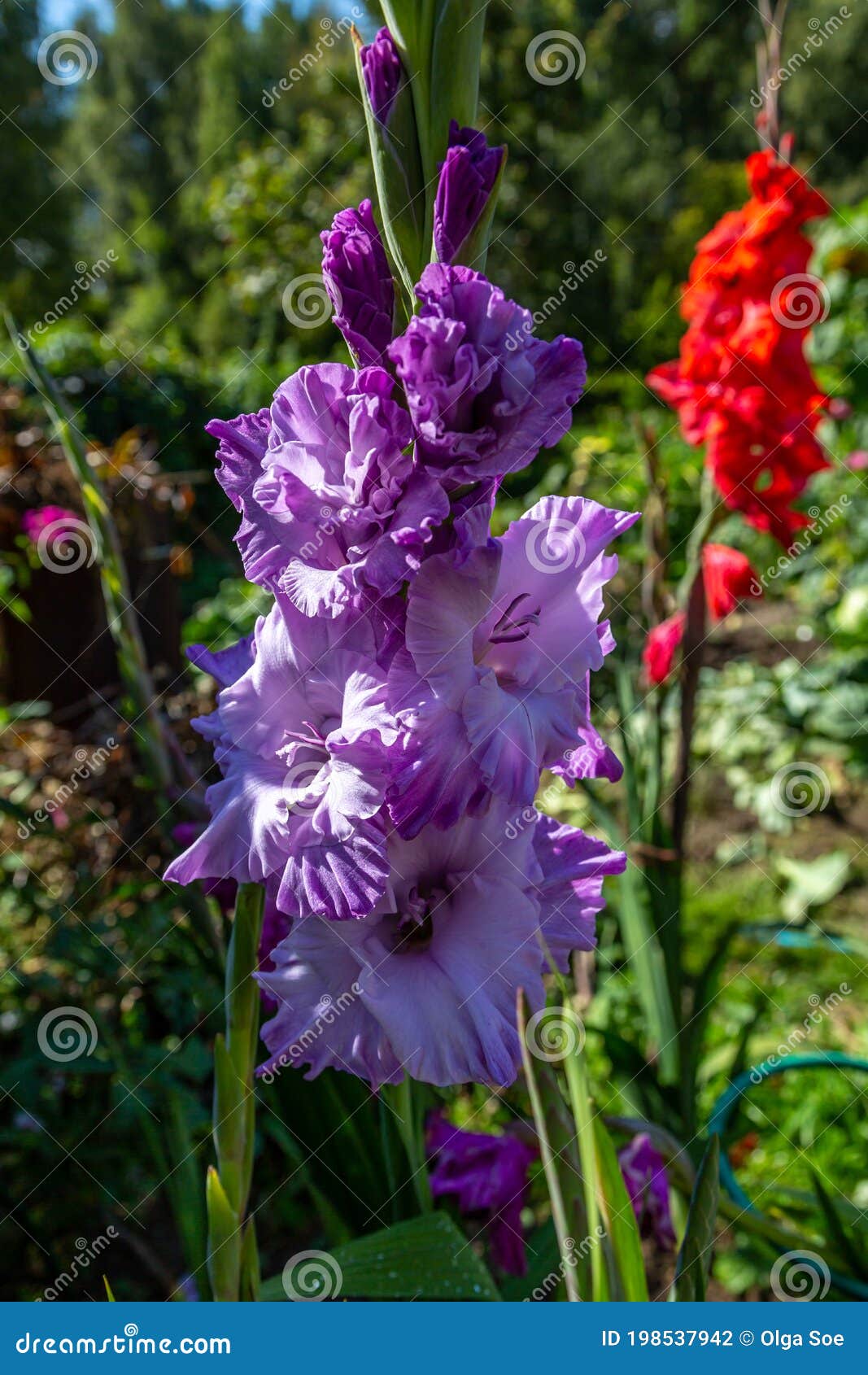 purple flower gladiolos close up in garden