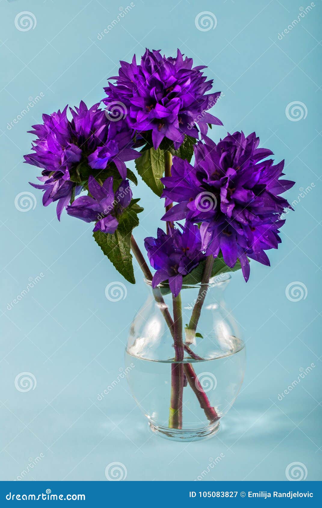 Flowers Violet Color In A Vase On A Blue Background With Space For Text Stock Image Image Of Leaf Color 105083827