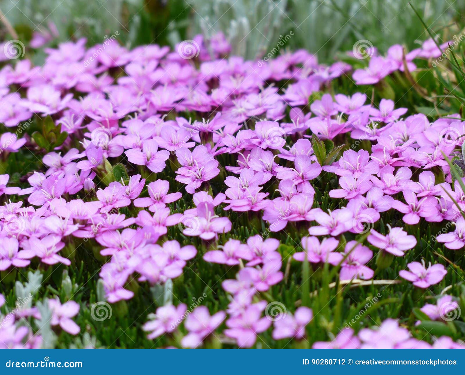 Purple Flower And Green Grass Picture. Image 90280712