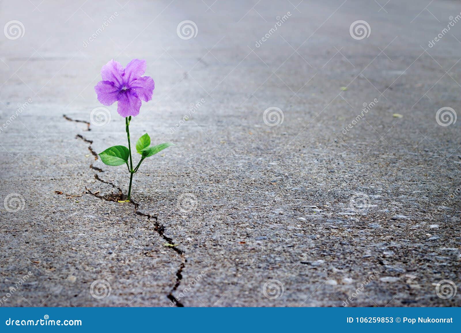 purple flower growing on crack street, soft focus