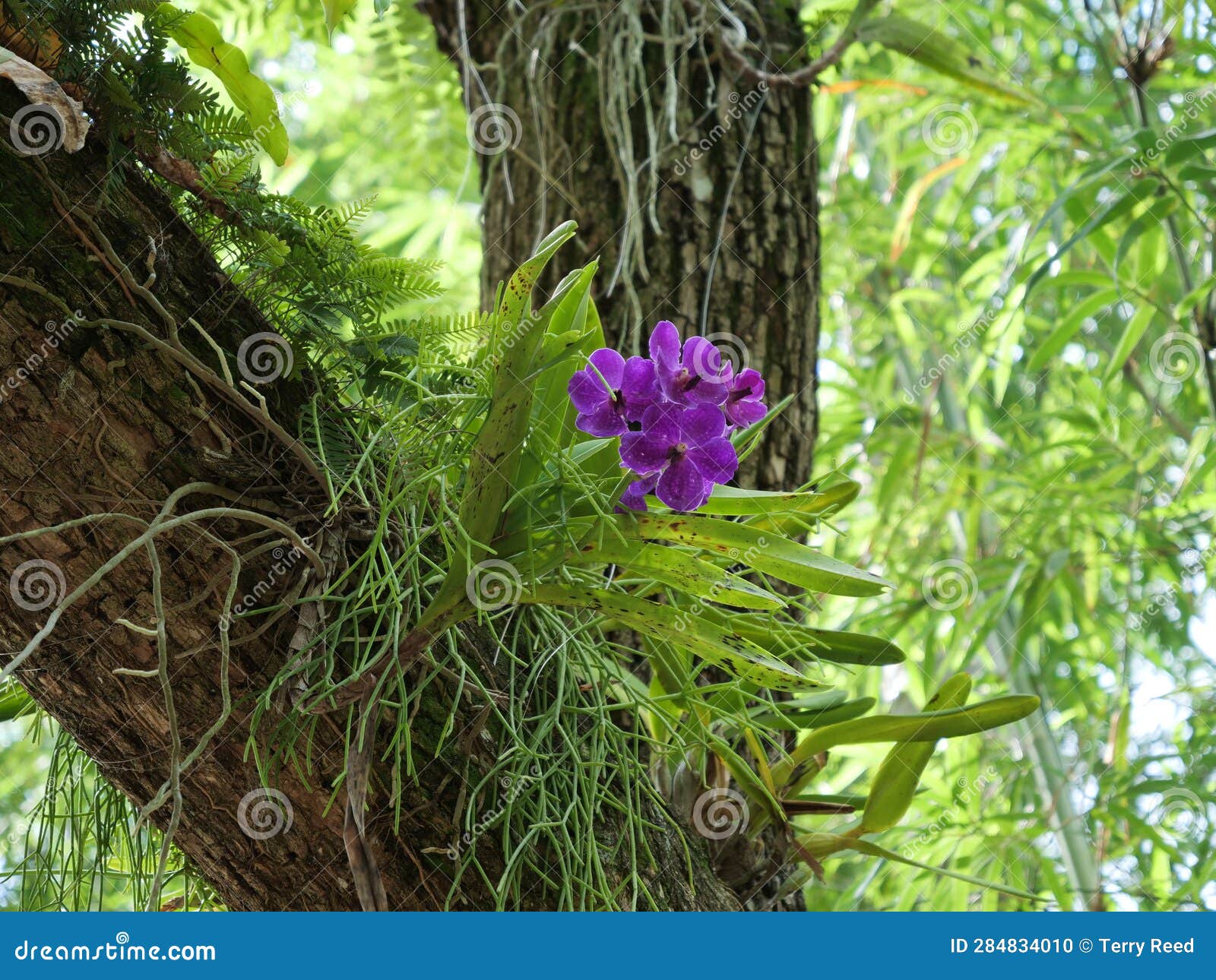 A Purple Flower Growing in a Tree Stock Photo Image of beautiful