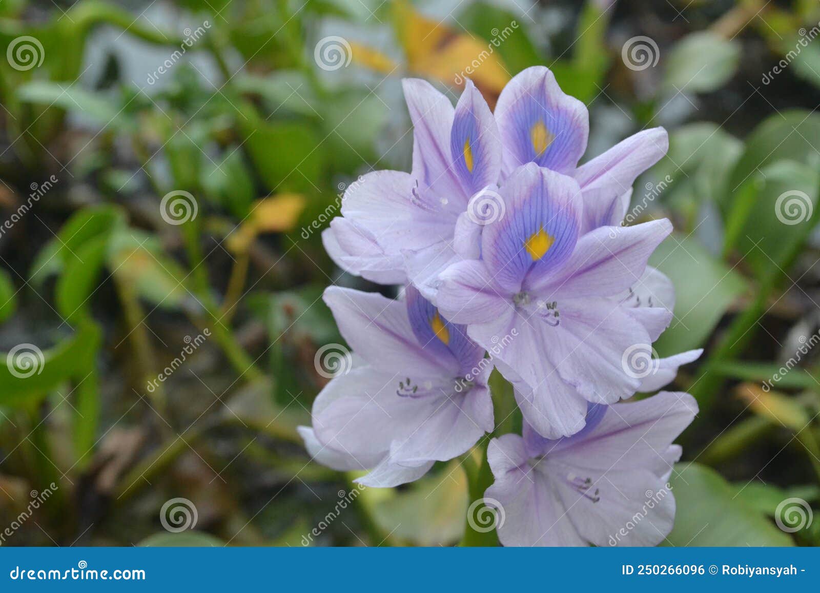 Purple Flower Growing on Water Stock Photo Image of produce, growing