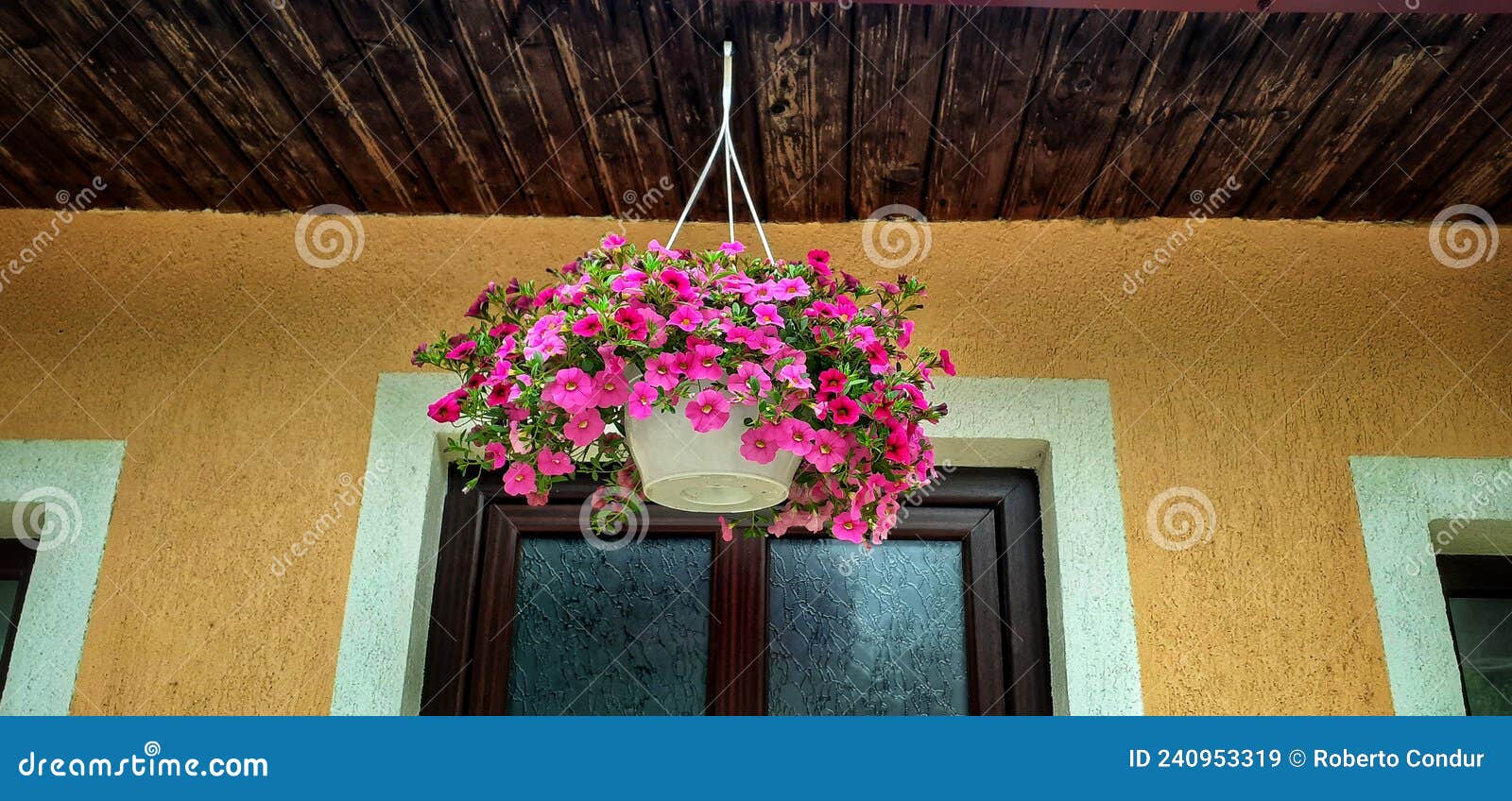 Purple Flower Hanging at a House Stock Image Image of wall, yellow