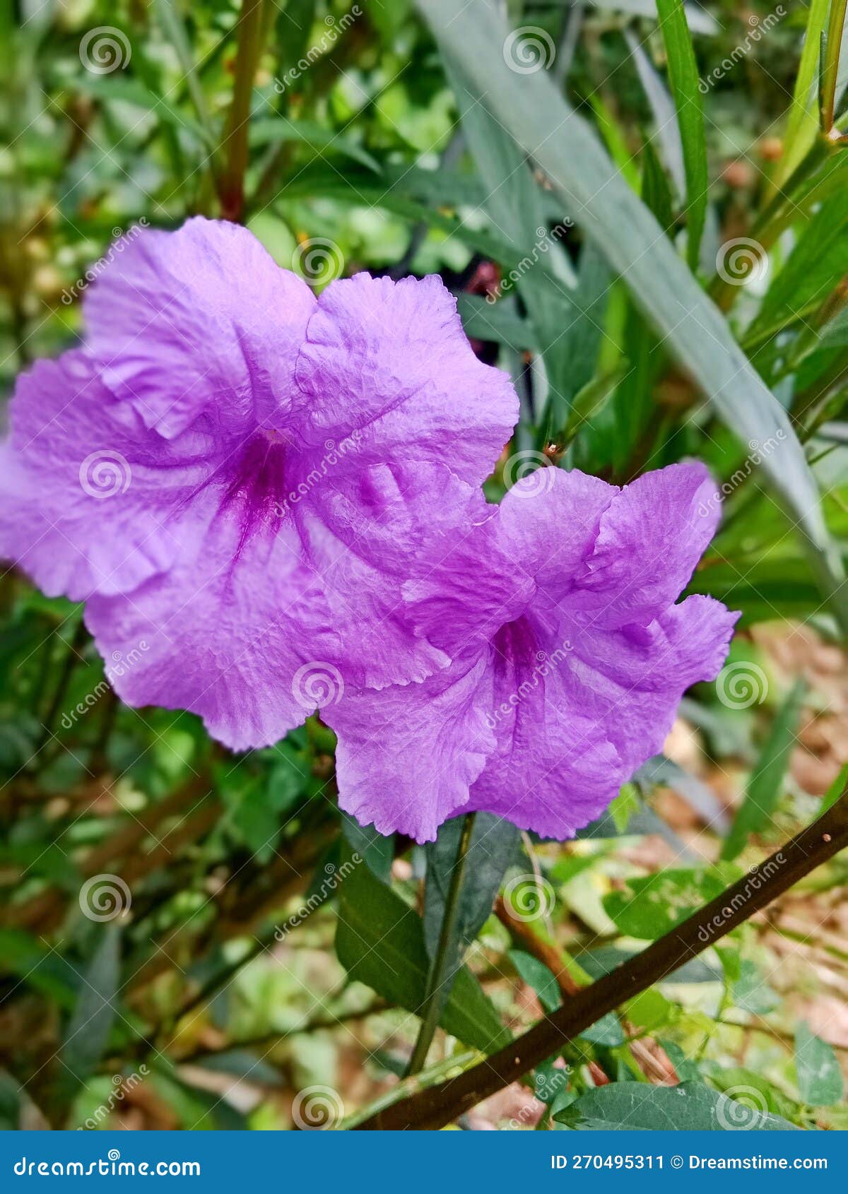 This Purple Flower Has Long Seeds and the Seeds Will Explode when