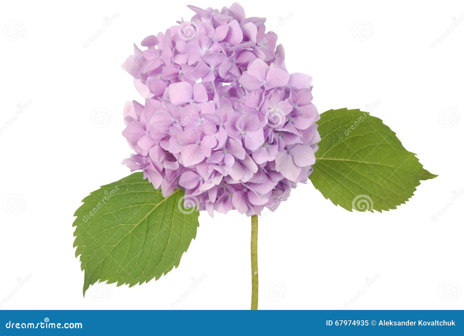 Purple Flower Hydrangea (Clipping Path) Stock Image Image of