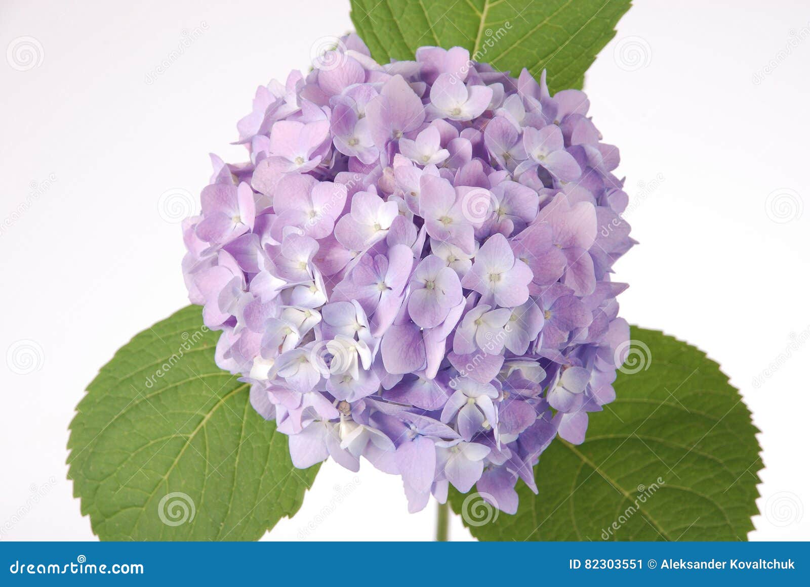 Purple Flower Hydrangea Clipping Path Stock Image Image of blue