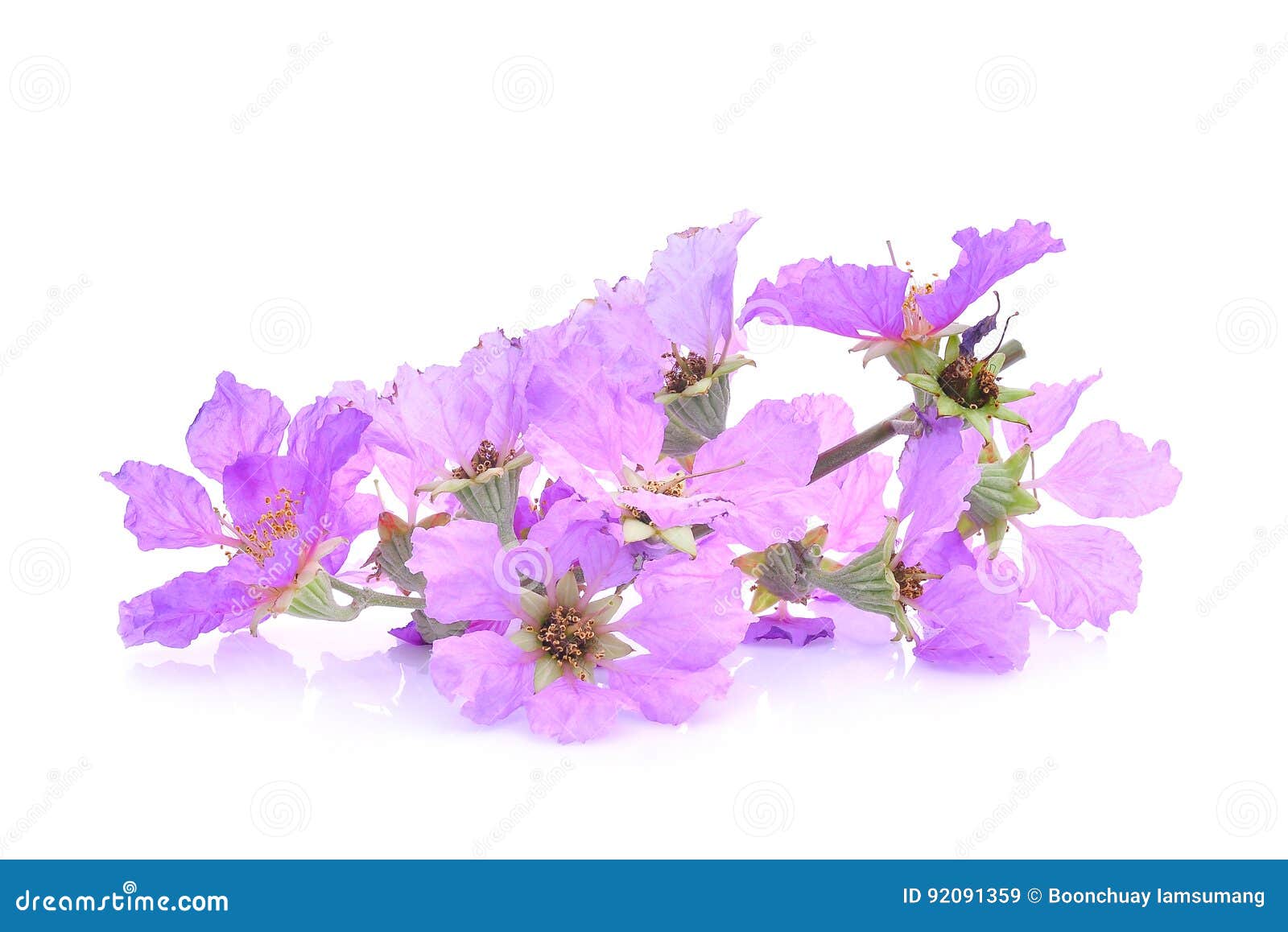 purple flower lagerstroemia floribunda on white