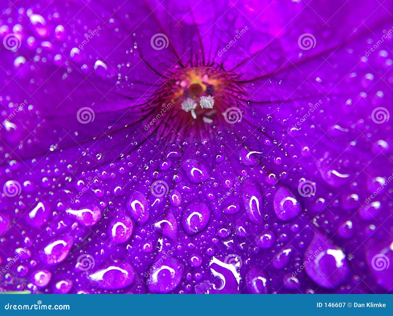 purple flower with macro water droplets