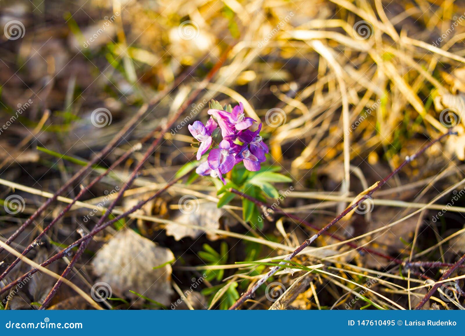 Purple Flower On Natural Background. Flower In The Forest. It`s Spring ...