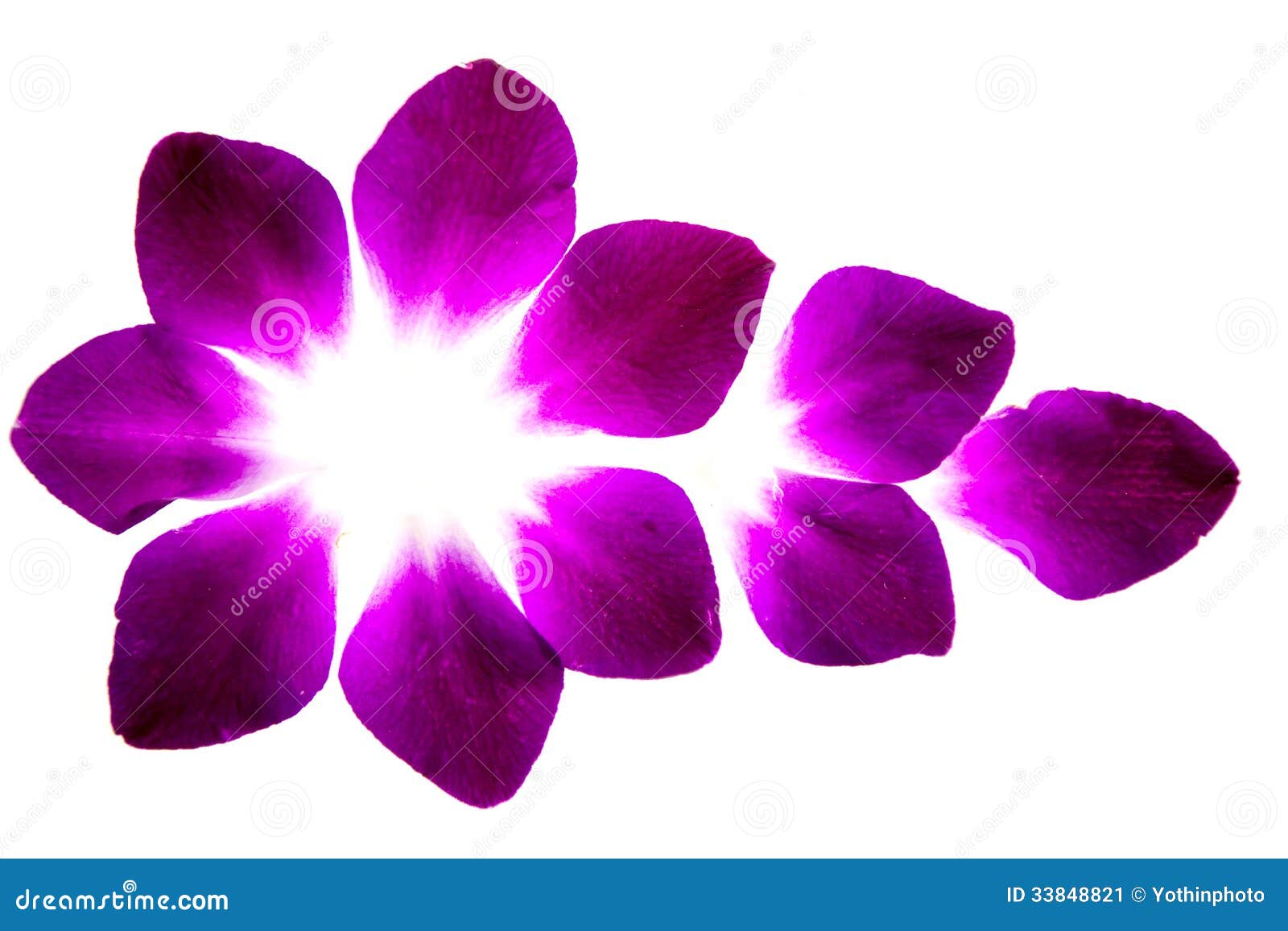 Purple flower petals stock image. Image of pollen, plant 33848821