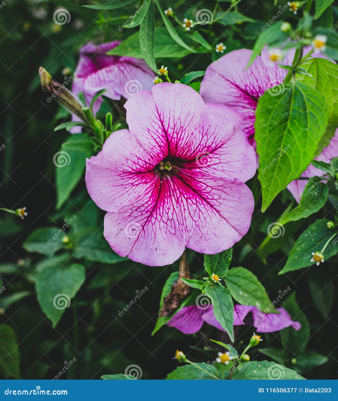 My Image 3