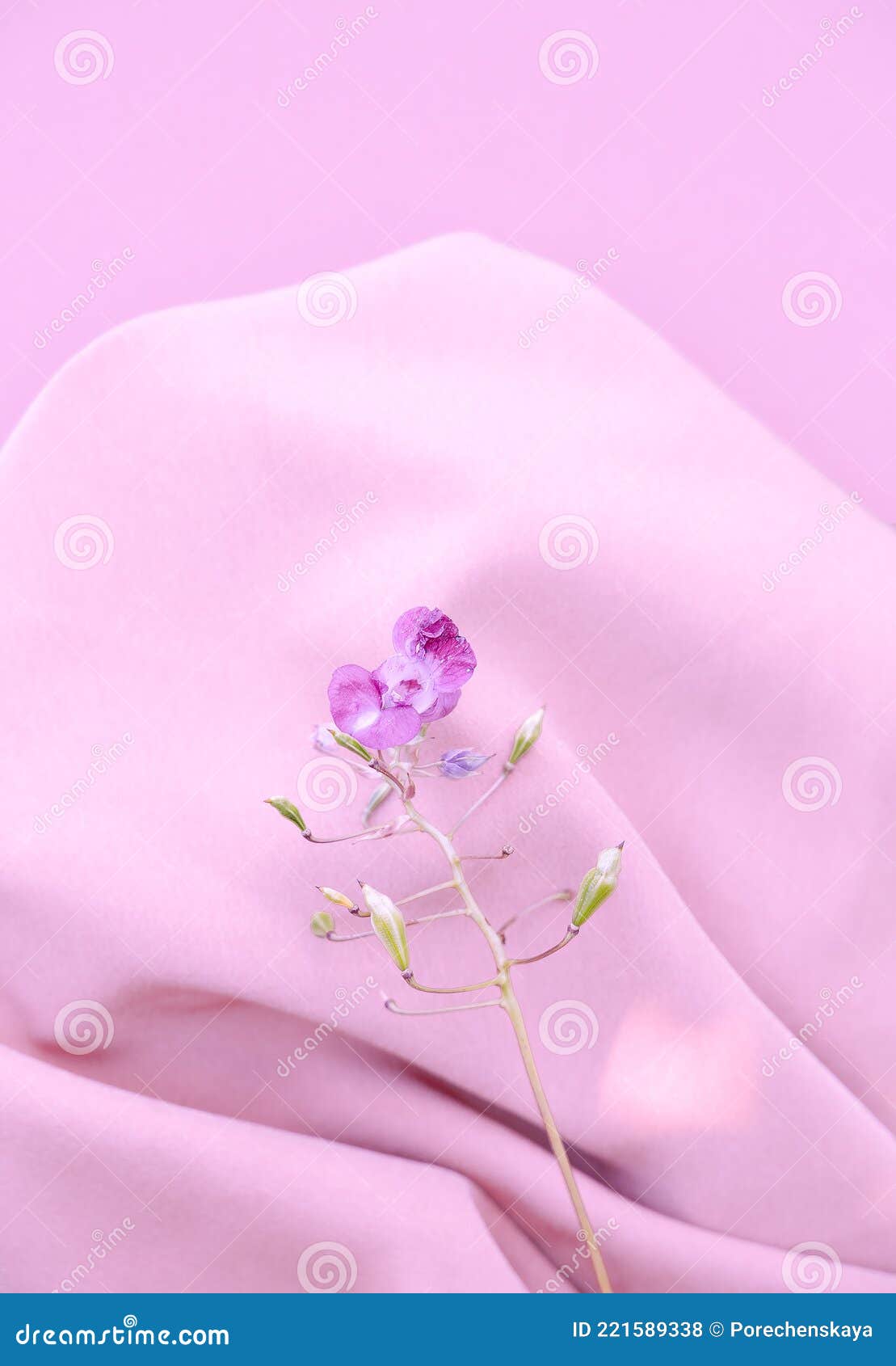 Purple Flower on Pink Silk Fabric Background. Aesthetic Minimal Wallpaper.  Summer Spring Floral Plant Composition Stock Photo - Image of pink, plant:  221589338