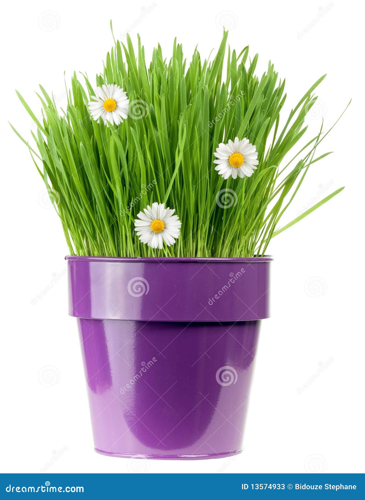 Purple flower pot stock image. Image of isolated, purple 13574933