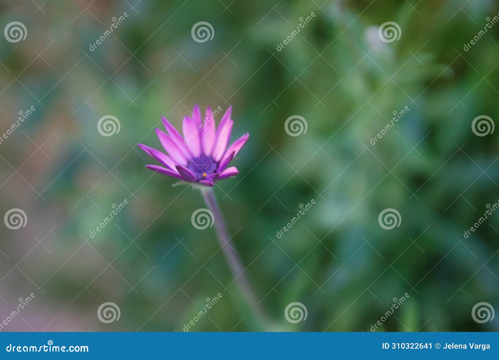purple flower with purple polen