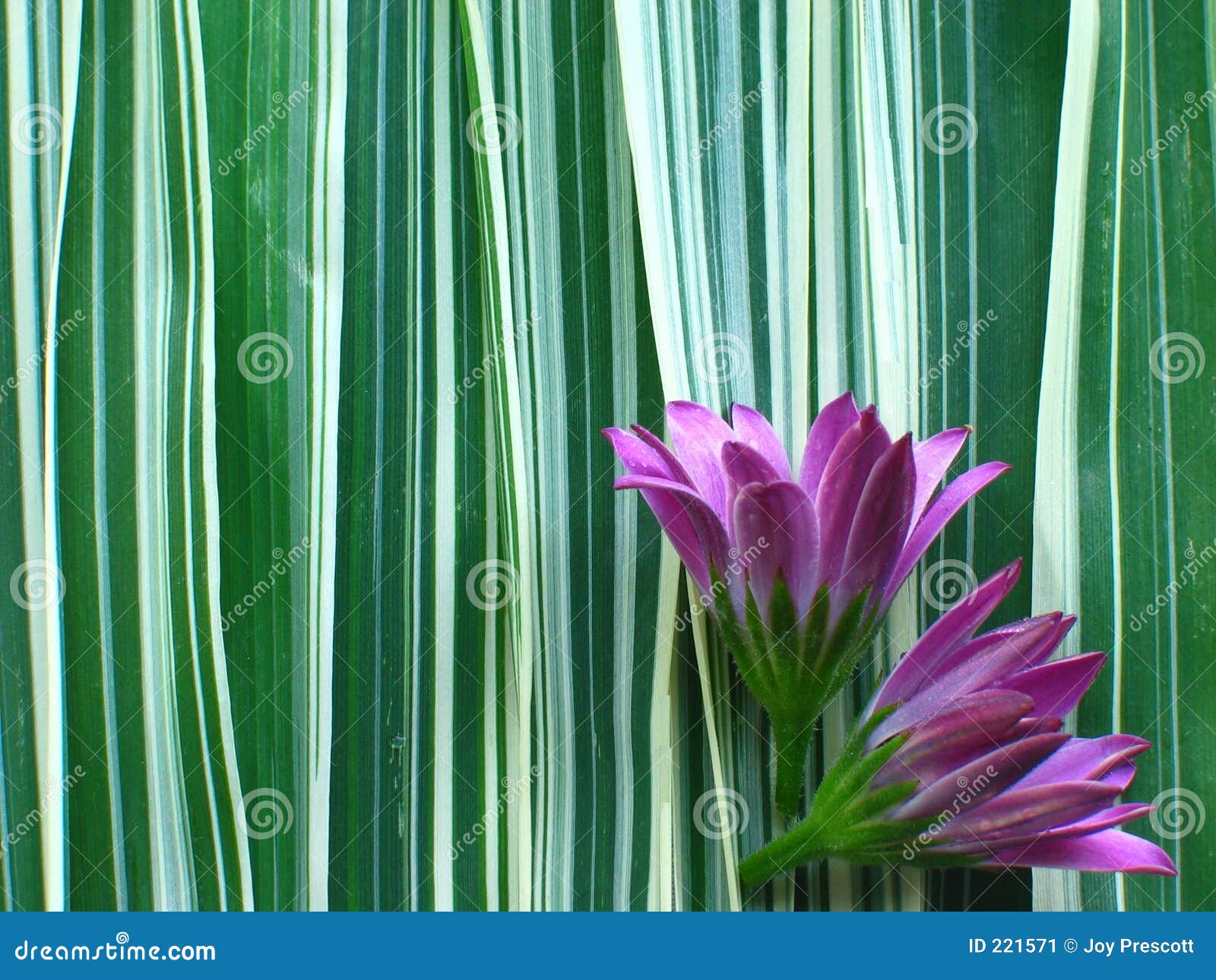 Purple Flower on Ribbon Grass Stock Image Image of flower, blossom