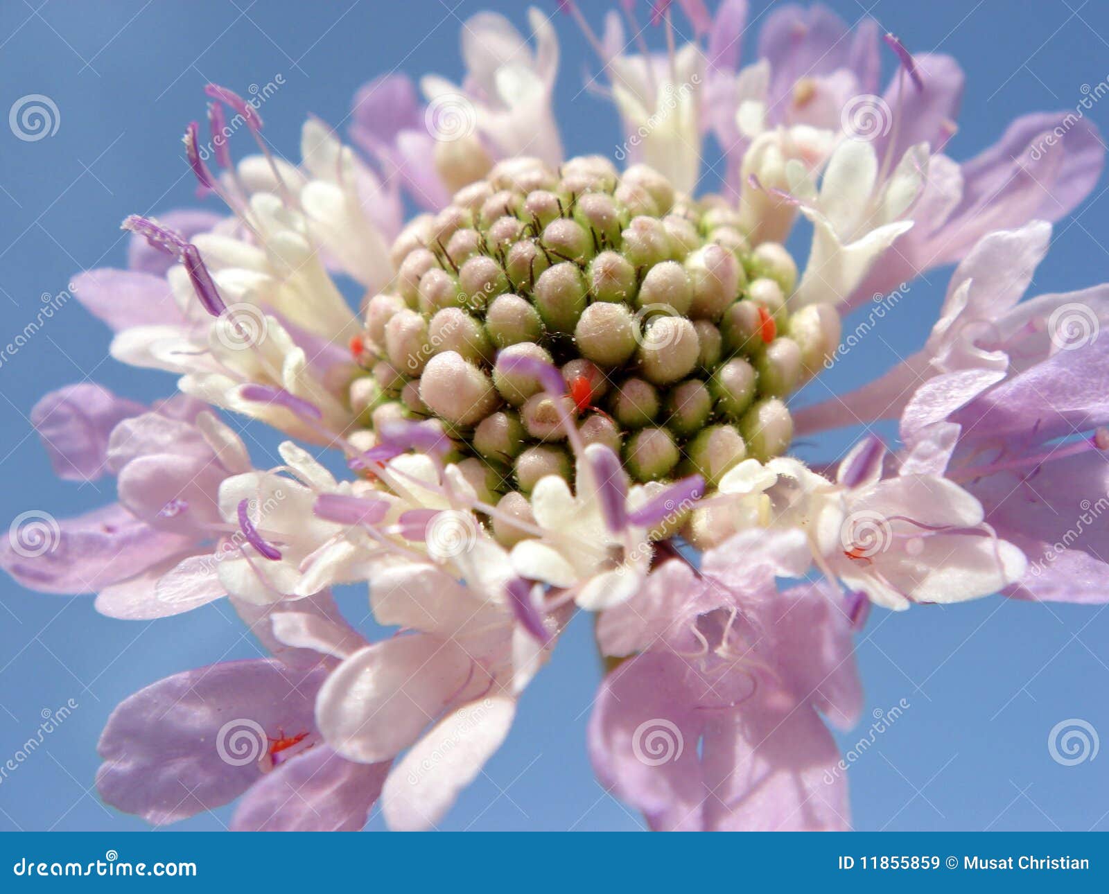 purple flower scabiosa