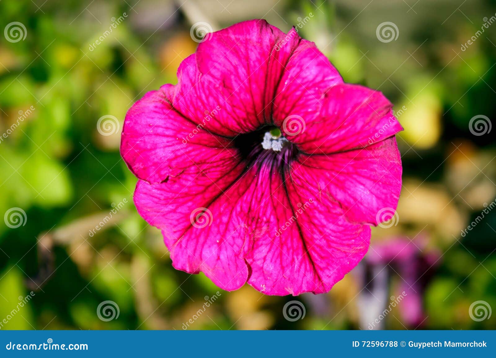 The purple flower stock photo. Image of beautiful, floral 72596788