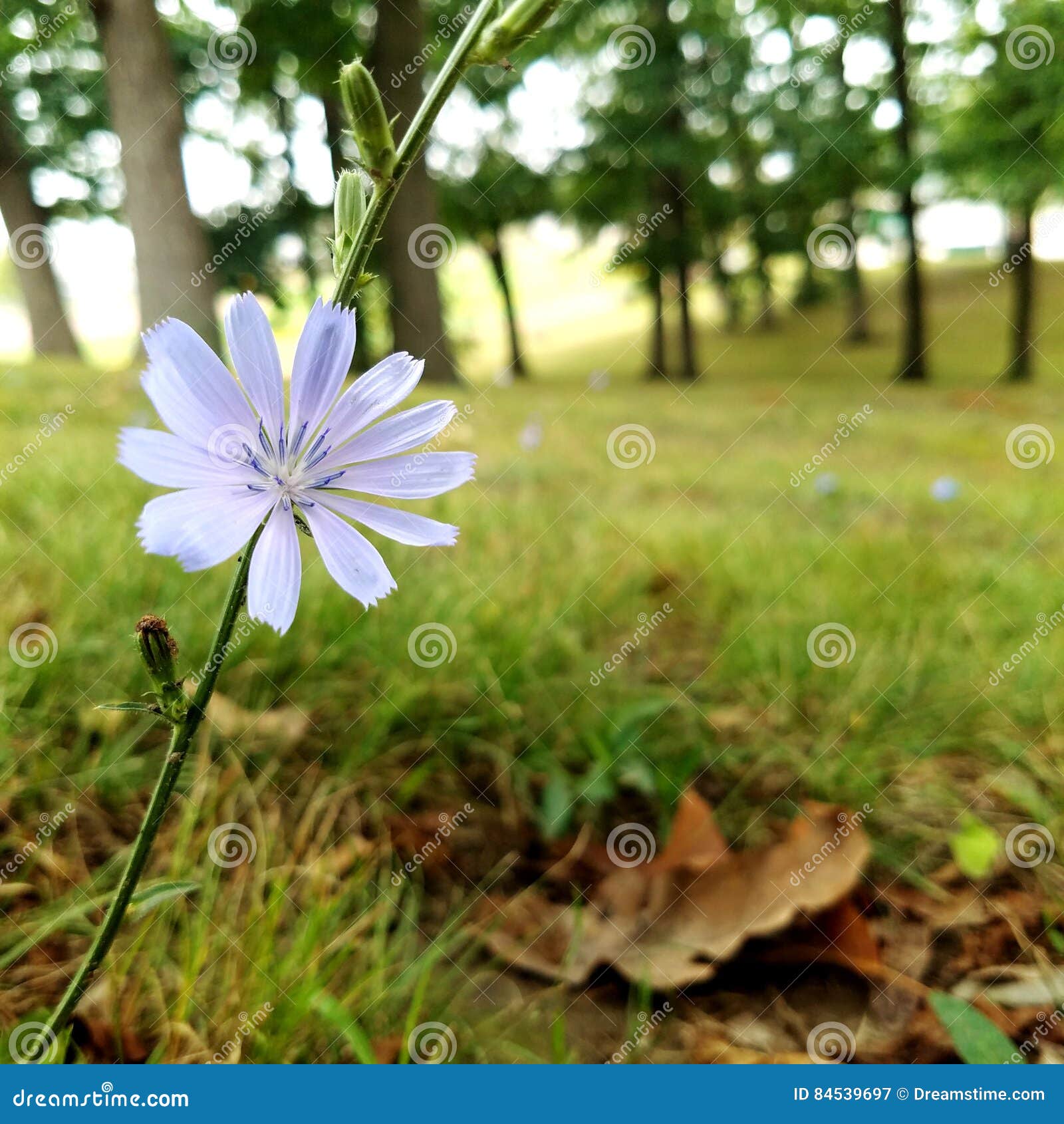 Purple flower stock image. Image of purple, flower, trees 84539697