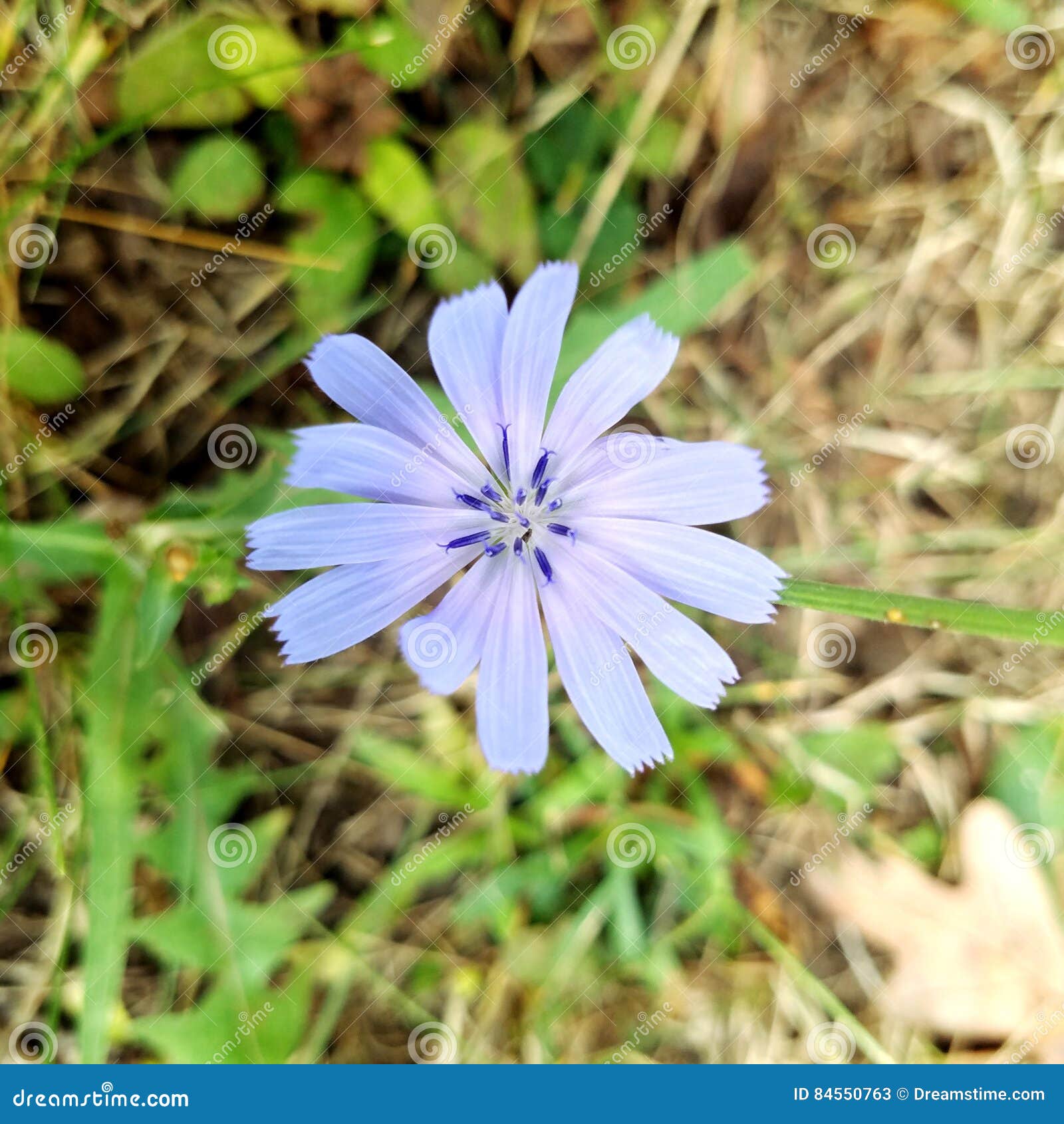 Purple flower stock image. Image of purple, grass, trees 84550763