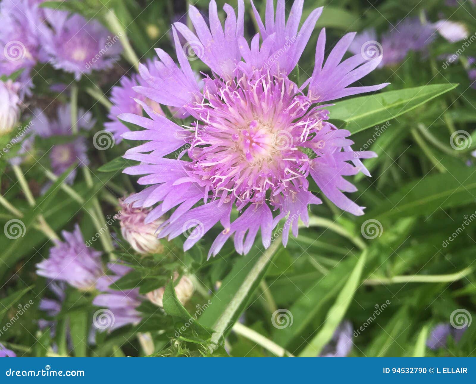 Purple flower stock photo. Image of washington, garden 94532790