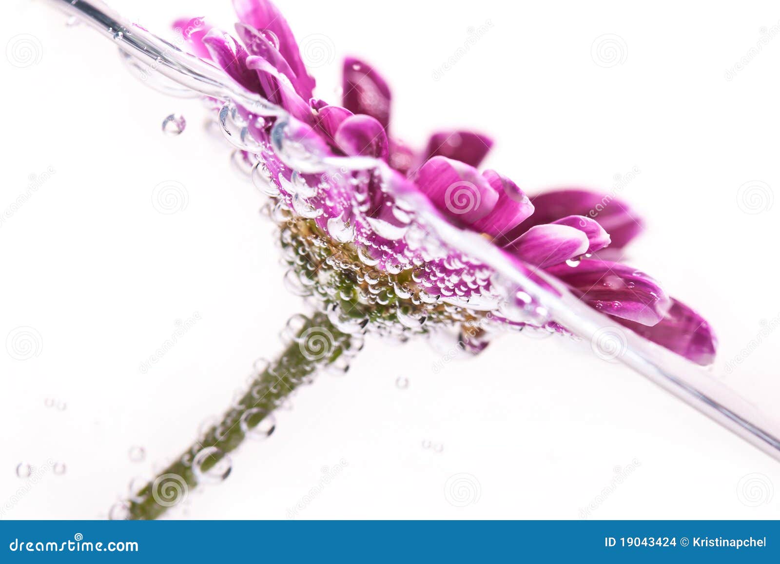 Purple flower in water stock photo. Image of summer, dream 19043424