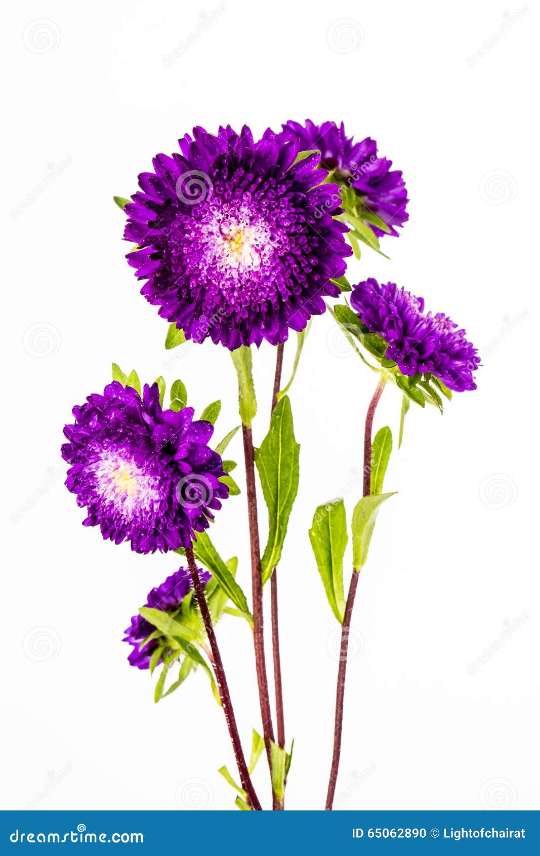 Purple Flower on White Background Stock Photo - Image of blooming