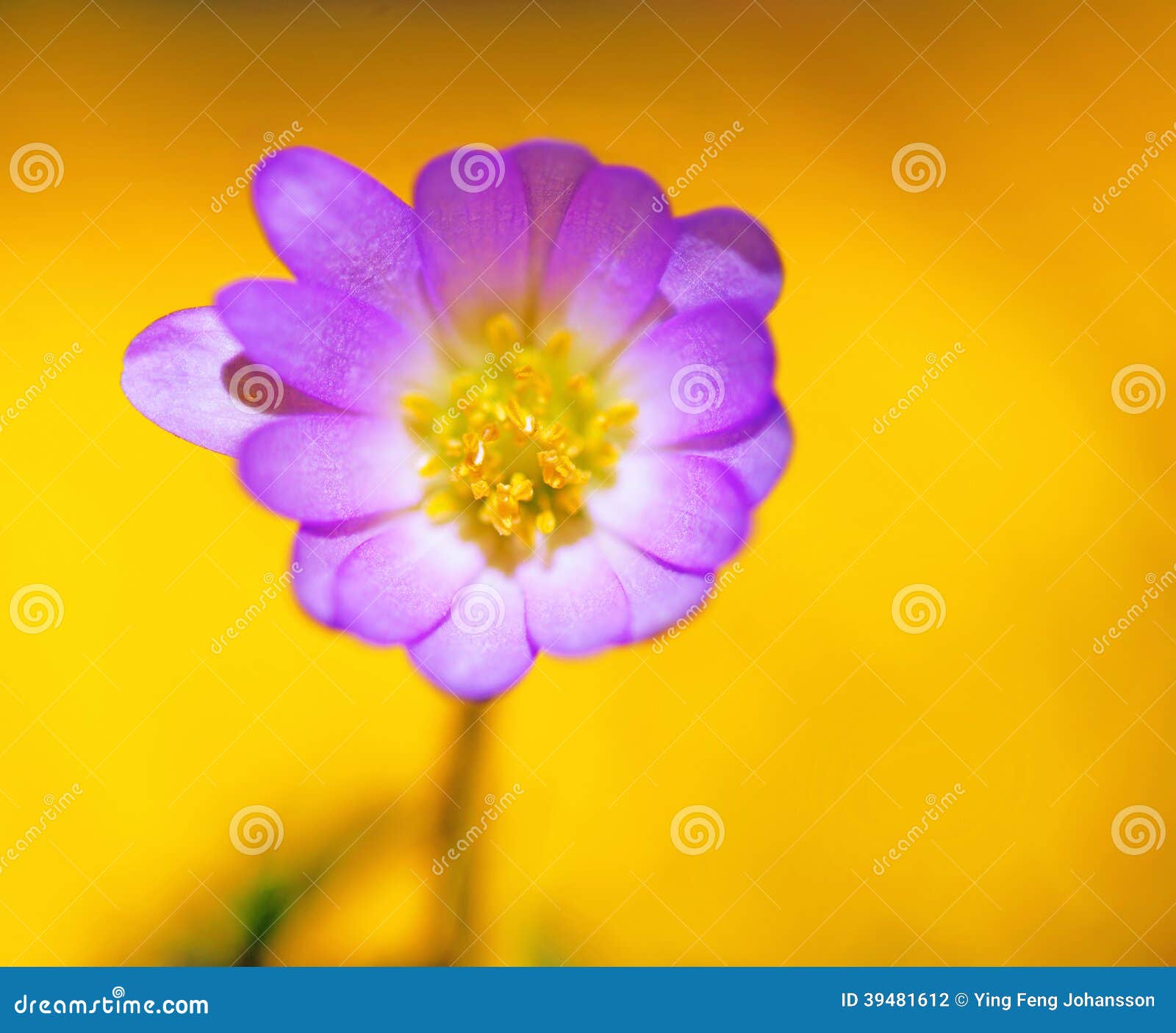 My Image 30