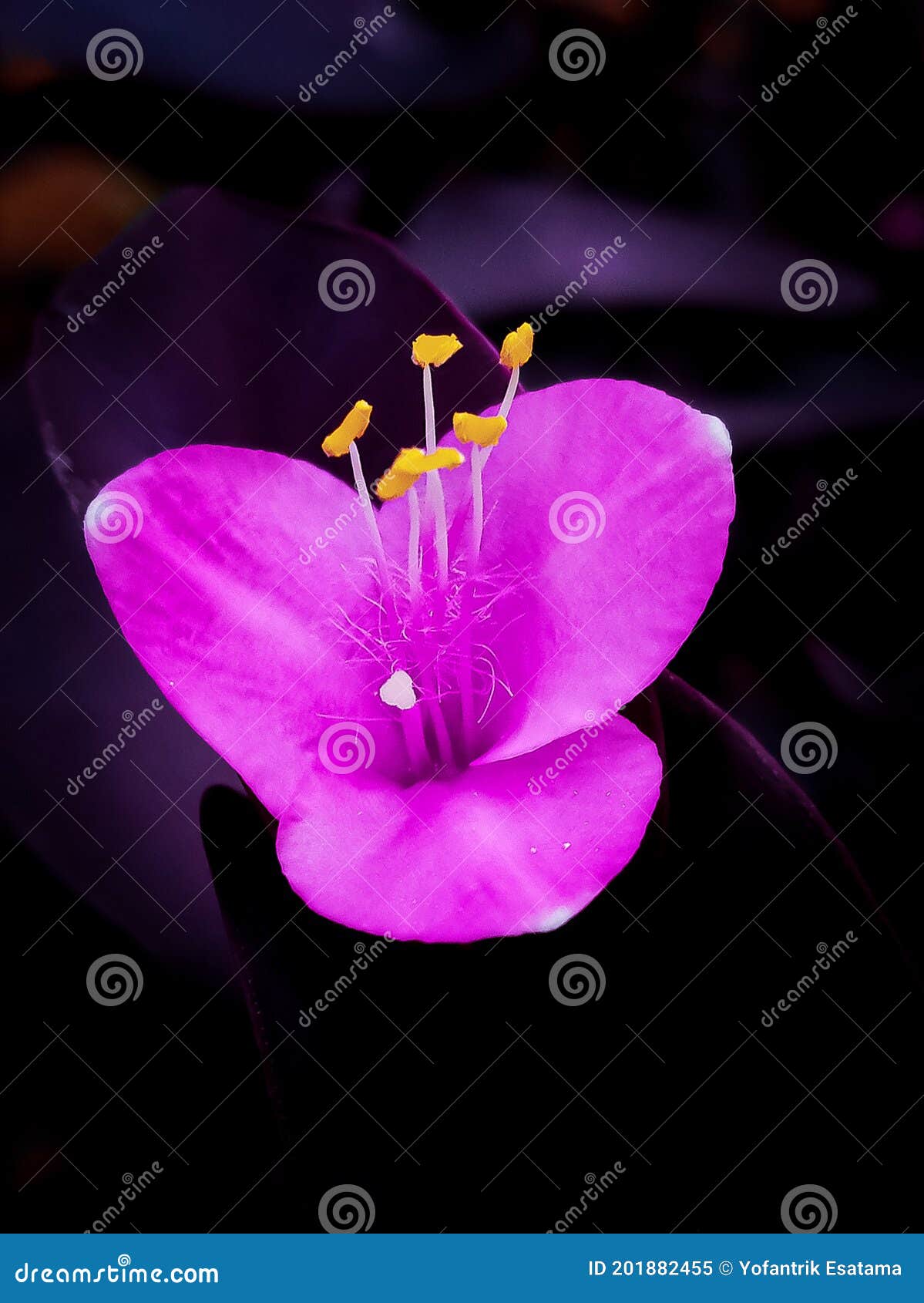 Purple Flower with Yellow Pistil Stock Image Image of pistil, dark