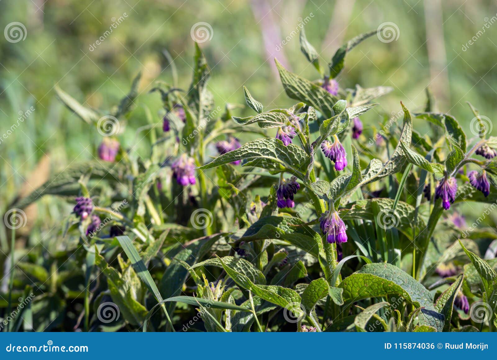 Purple Flowers Of A Common Comfrey Plant Growing In Wild Nature Stock Photo Image Of Boneset Blooming 115874036