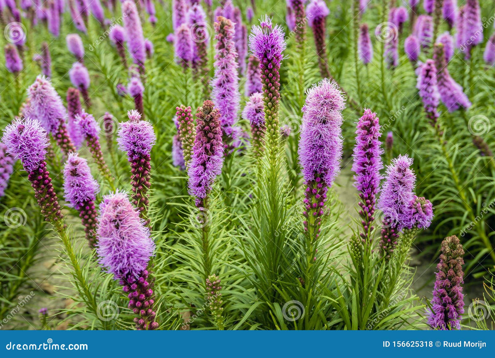 purple flowering liatris spicata plants from close