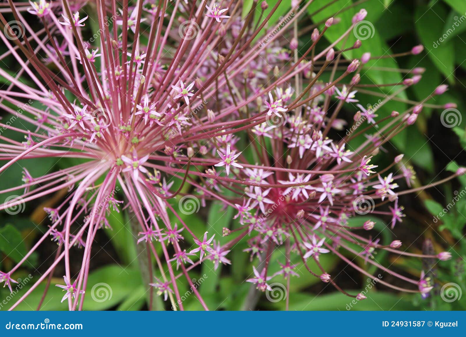 purple flowers, allium giganteum