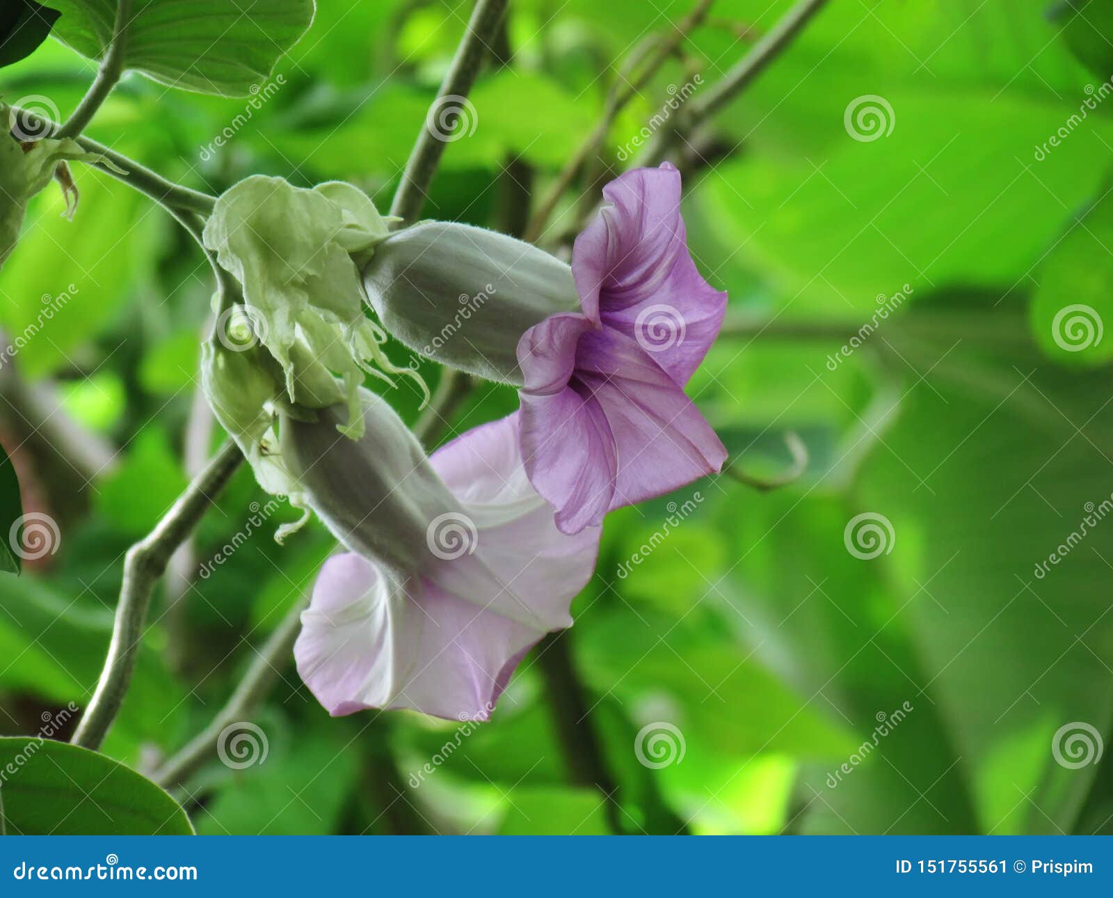 Shaper Purple Stock Photos - Free & Royalty-Free Stock Photos from  Dreamstime