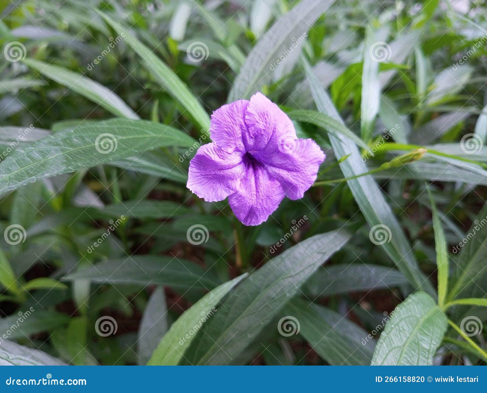 Purple Flowers that Bloom Beautifully. Stock Photo Image of shrub, nature 266158820