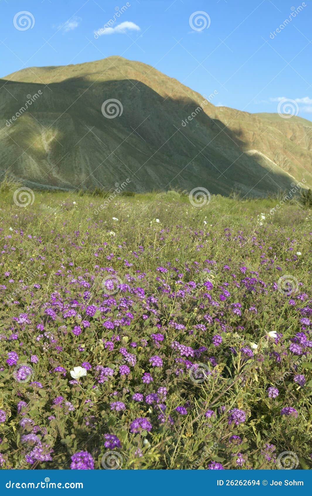 Purple Flowers Bloom in Spring Stock Photo Image of public, states