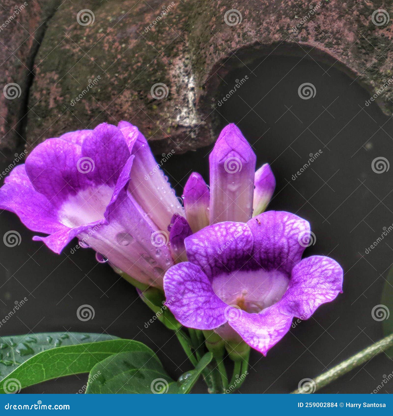 Purple Flowers Blooms in Morning Stock Photo Image of green, violet
