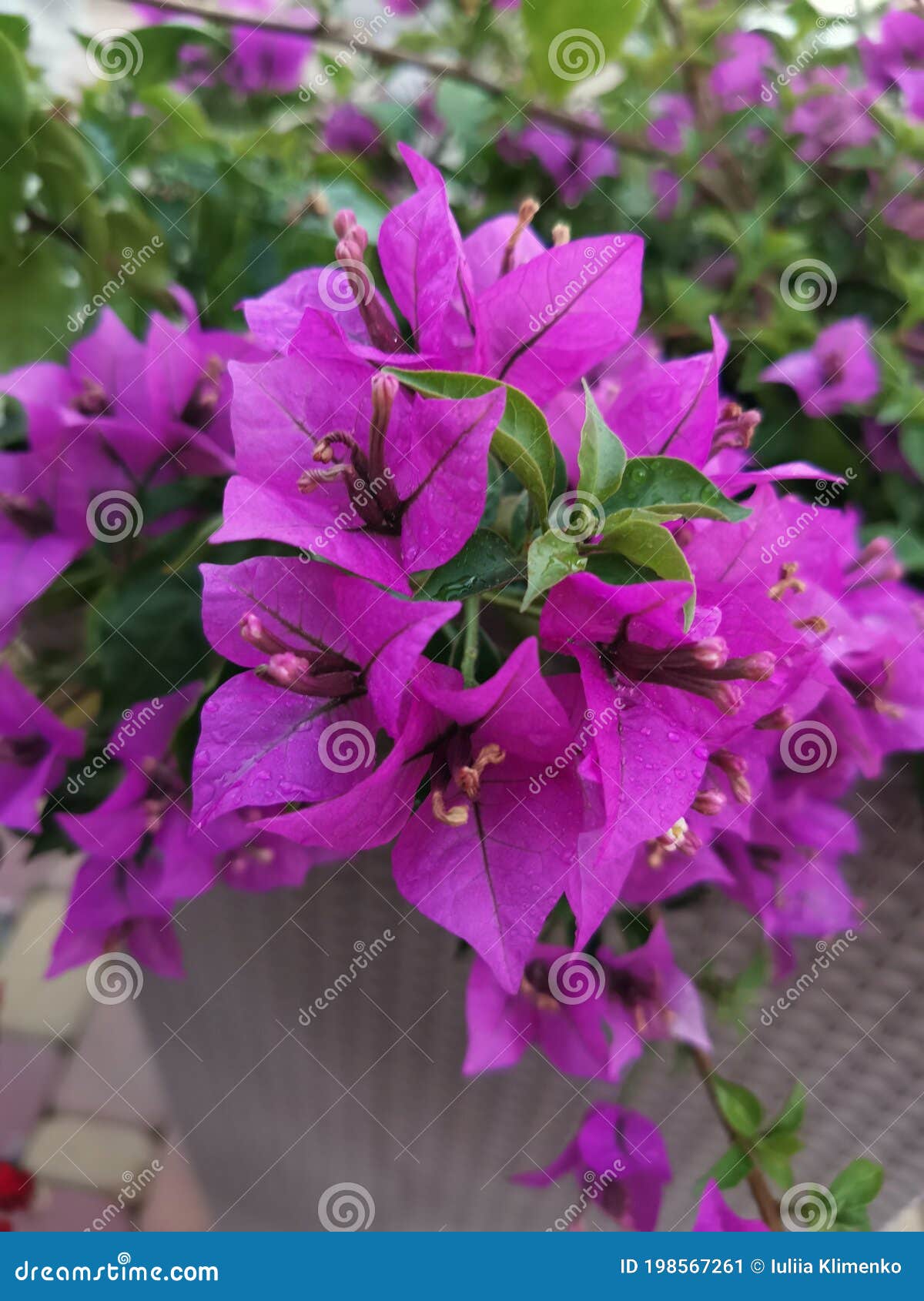 My Image 23
