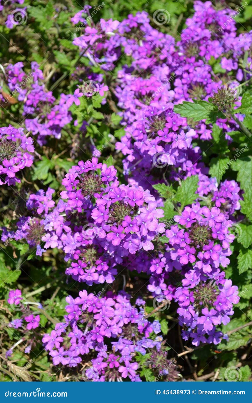 Purple Flowers Stock Image Image Of Purple Botanical 45438973