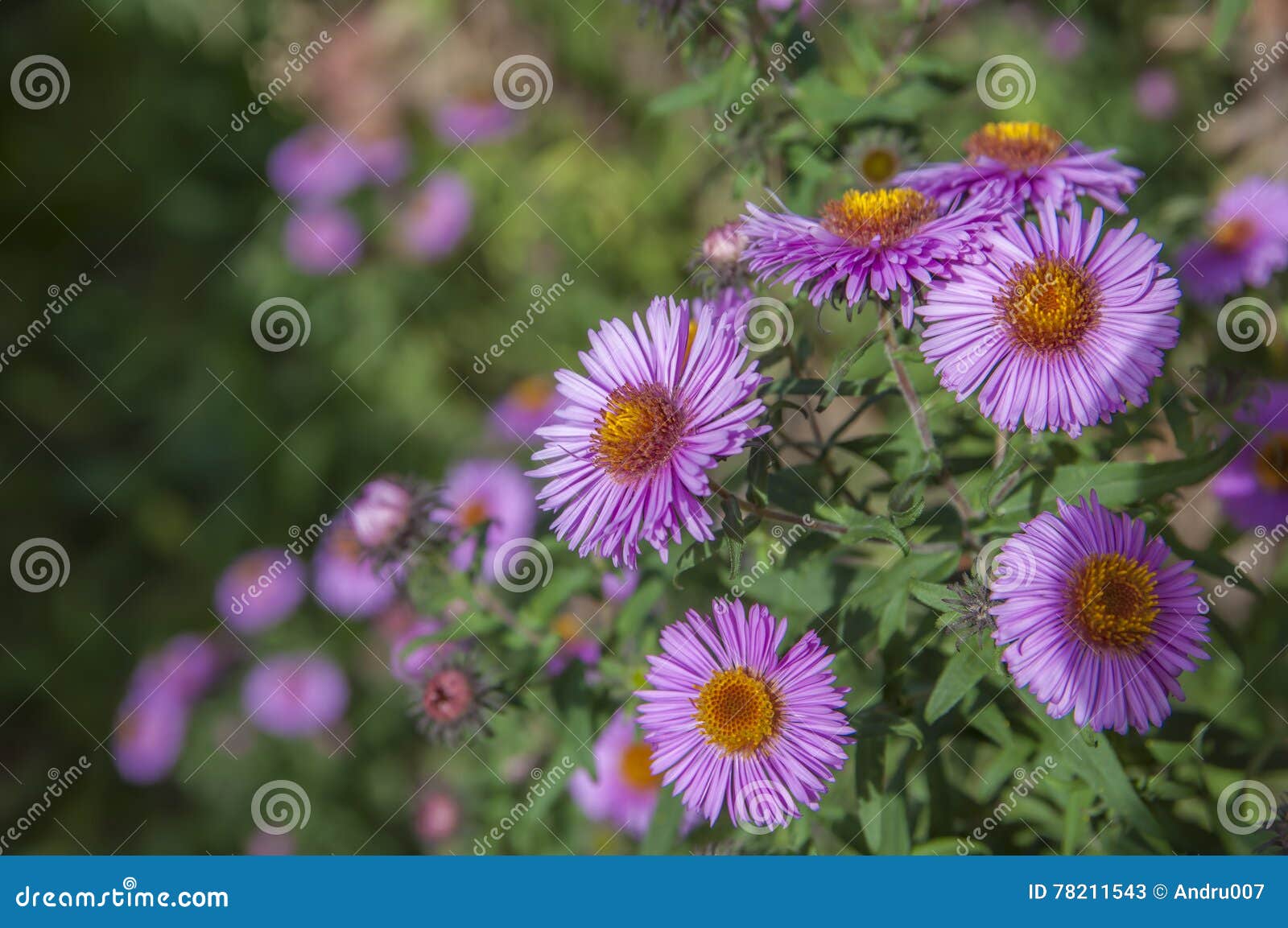 Purple flowers stock image. Image of leaves, bloom, nature 78211543