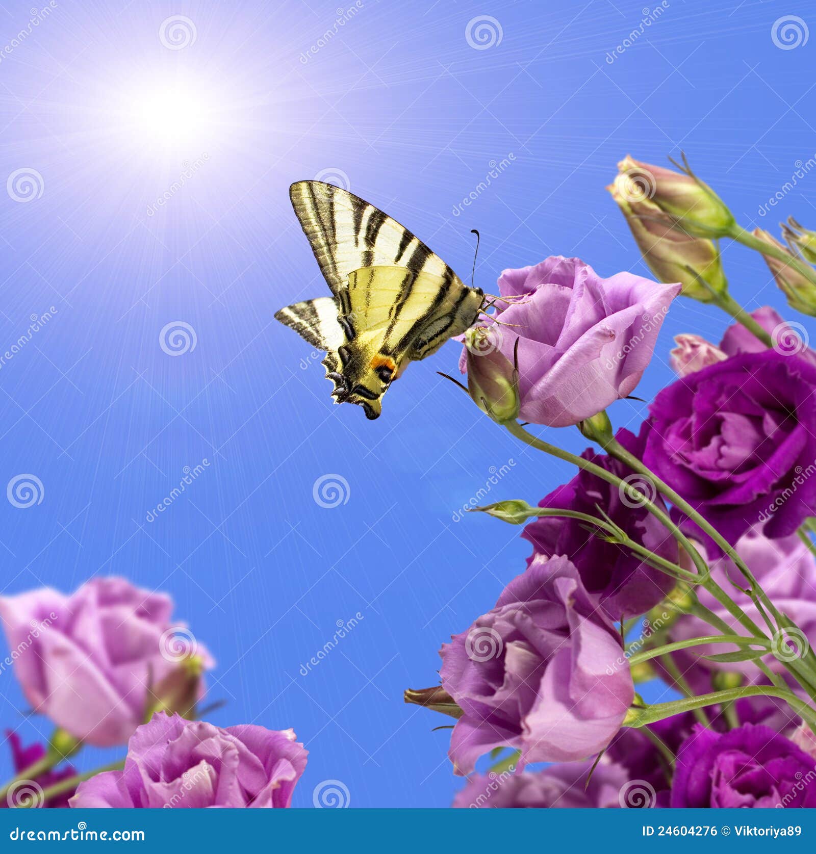 Purple Flowers with a Butterfly Stock Photo Image of white, nature
