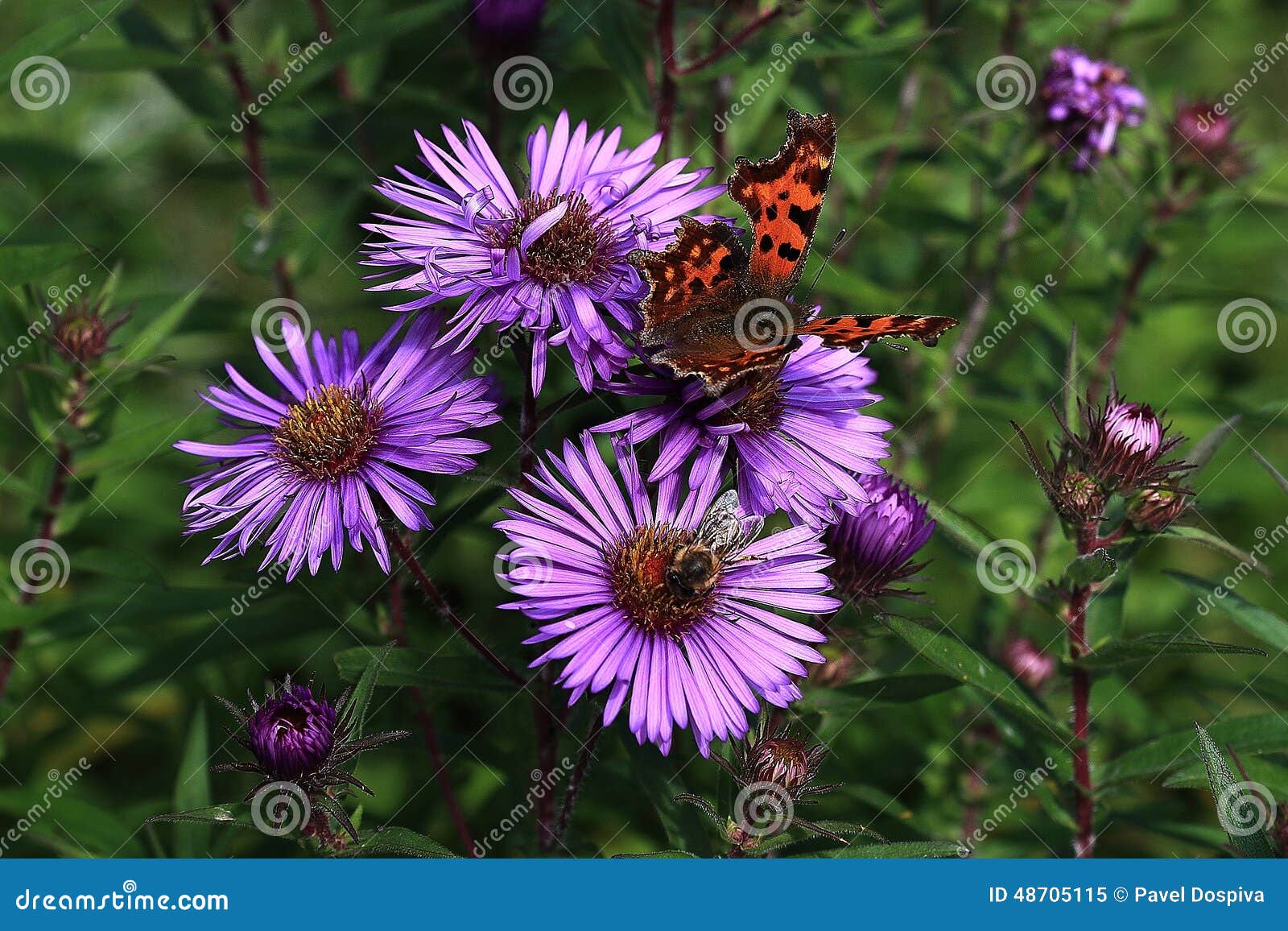 179,251 Butterfly On Purple Flower Royalty-Free Images, Stock