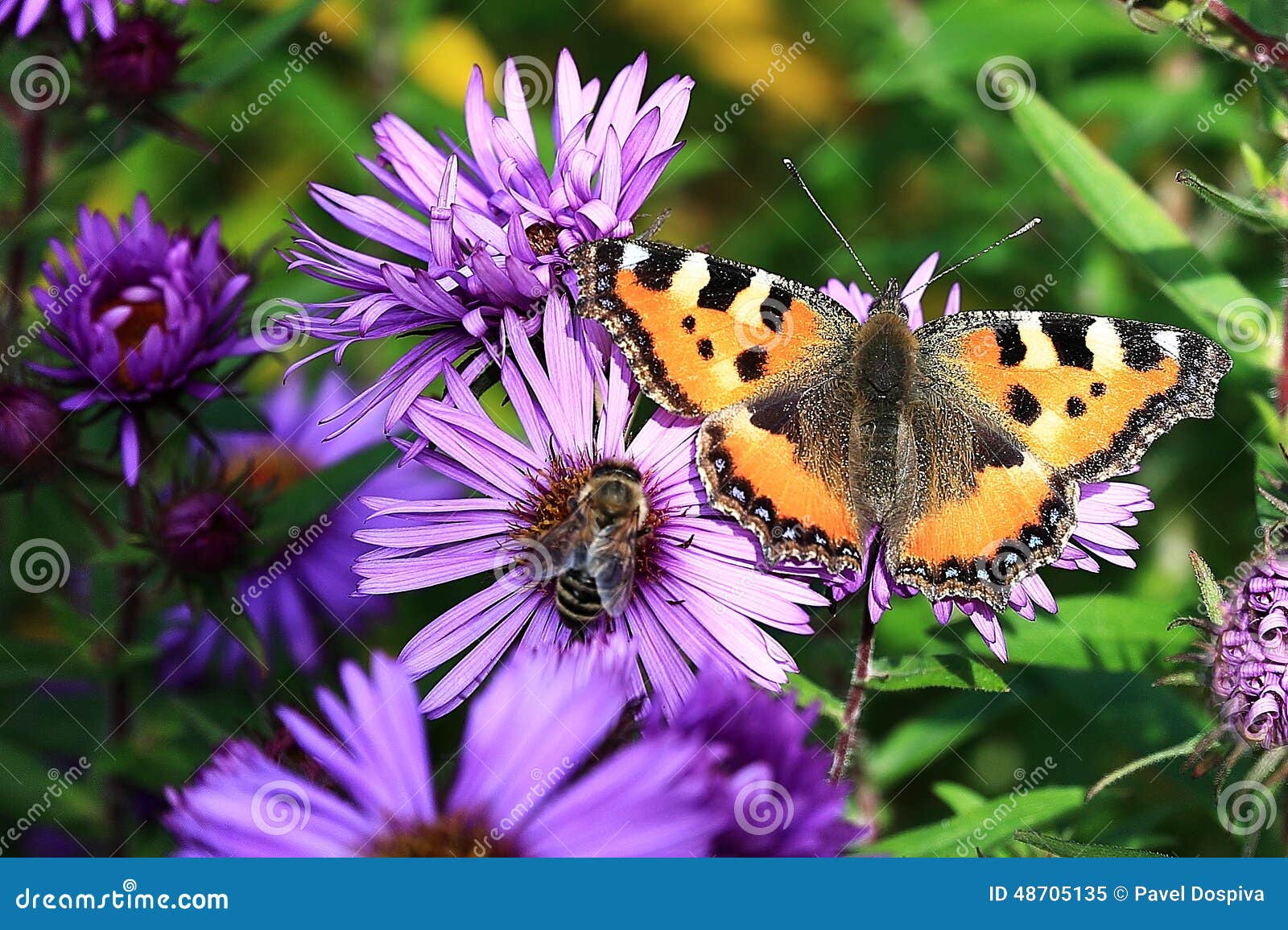 Purple Flowers with Butterfly , Autumn Scenery in the Sumava Mountains ...