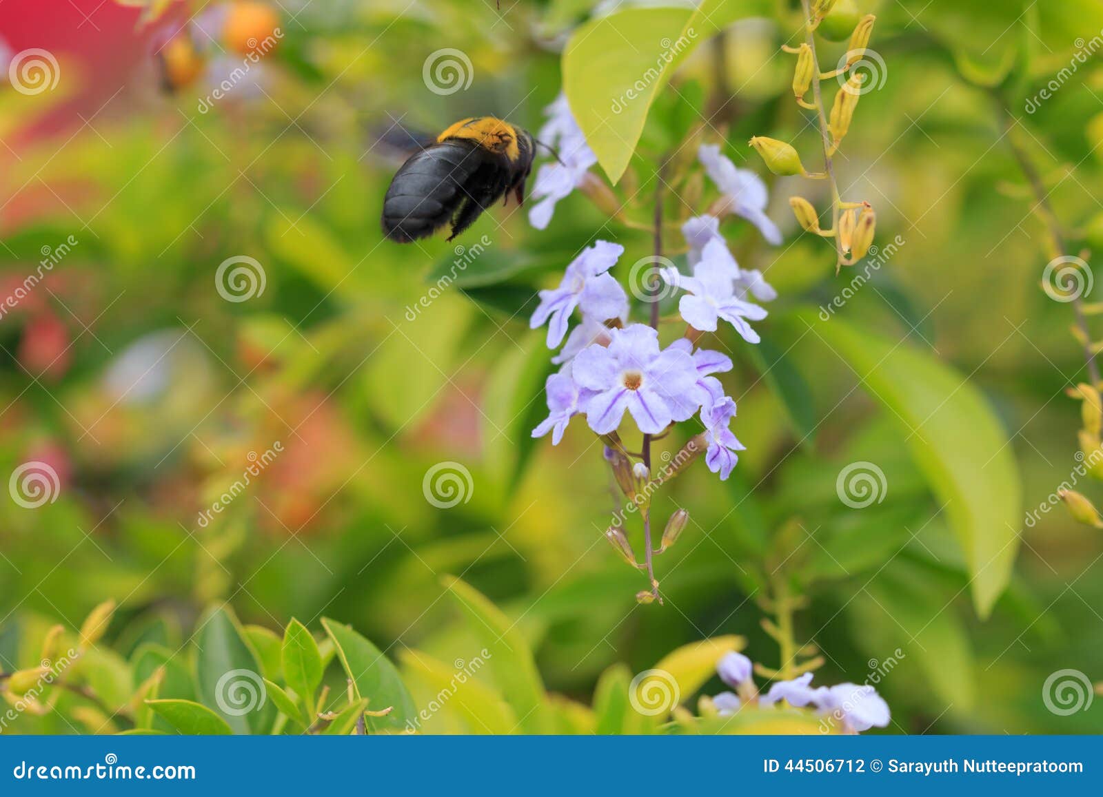 Purple Flowers and Carpenter Bee Stock Photo Image of plant, black