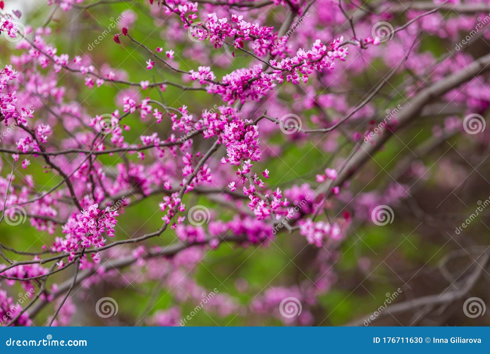 purple flowers of cercis canadensis