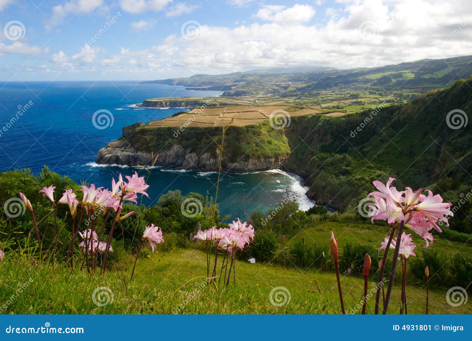Purple Flowers on a Cliff by the Ocean Stock Image Image of cliff