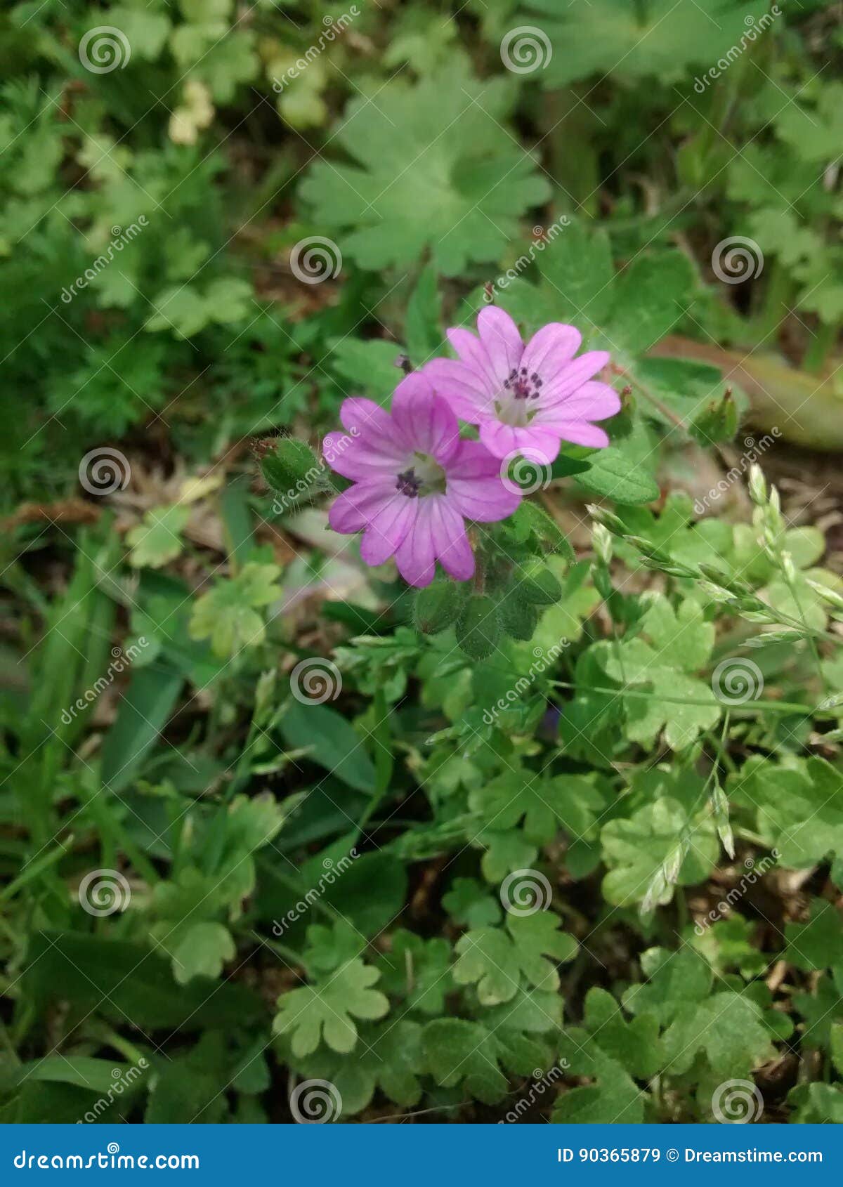 purple flowers