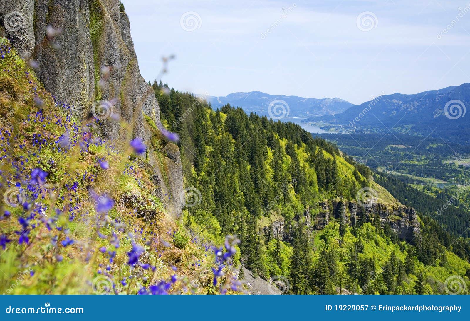 Purple Flowers Frame the Columbia Gorge Stock Image - Image of gorge